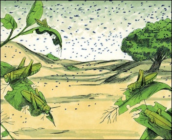 Egypt's Crops are Destroyed by Locusts