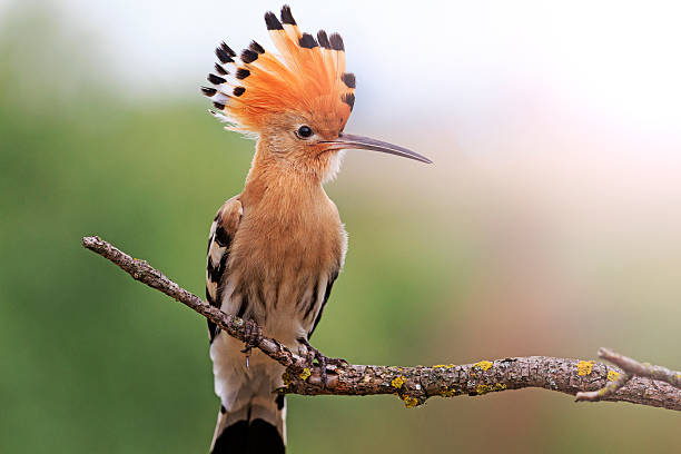 The Hoopoe 