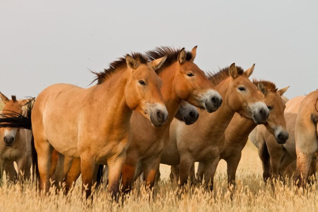 Solomon's Admiration of Horses